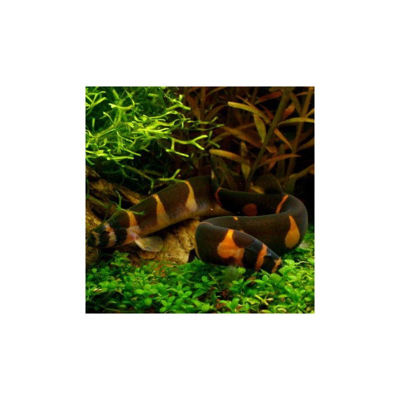 Pangio kuhlii small 4-6cm lot de 10